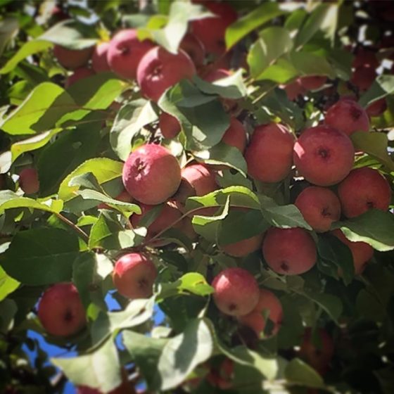 One apple, two apples, three apples, four, one of the things I love about September is fall's at the door.