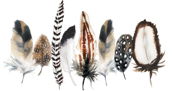 feathers-by-inslee